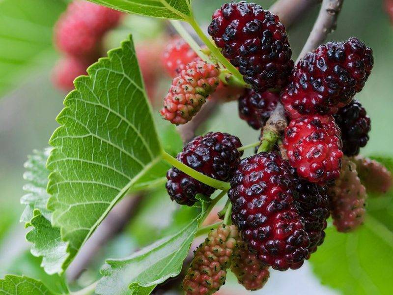 Шелковица купить саженцы из питомнике в Глазове
