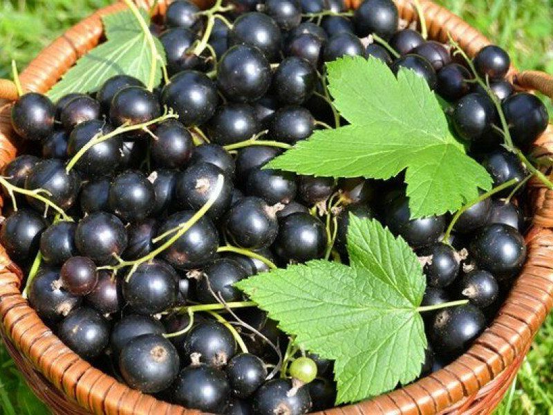Смородина купить саженцы из питомника в Глазове