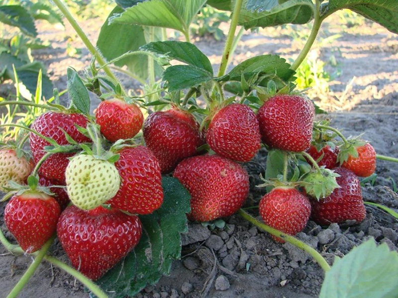 Клубника купить саженцы из питомника в Глазове