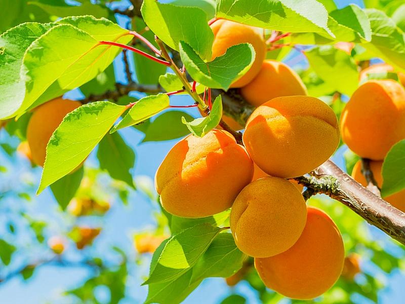 Абрикос купить саженцы из питомнике в Глазове