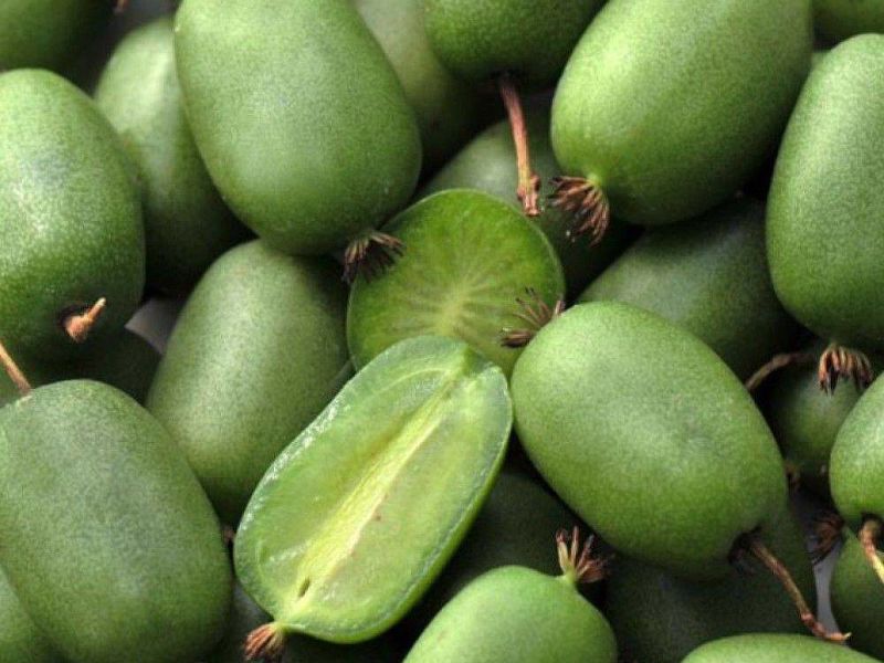 Актинидия купить саженцы из питомнике в Глазове