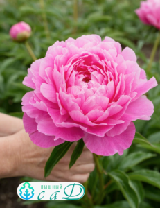 Пион "ЭДУЛИС СУПЕРБА"