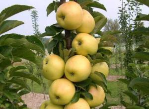 Яблоня колоновидная "ИКША"