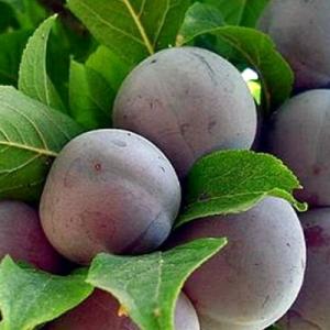 Слива "РЕНКЛОД СОВЕТСКИЙ"